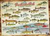 1000pc Puzzle Freshwater Fish of North America