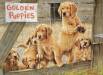 500pc Puzzle Golden Puppies