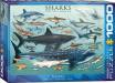 1000pc Puzzle Sharks