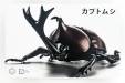 Living Thing Series Japanese Rhinoceros Beetle Biology