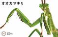 Biology Edition Big Mantis