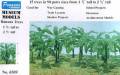 Banana Trees 1-1/2