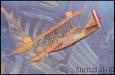 1/72 Curtiss H16 Navy Flying Boat BiPlane