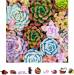 Wooden Puzzle Succulent Sensation 500 Pcs